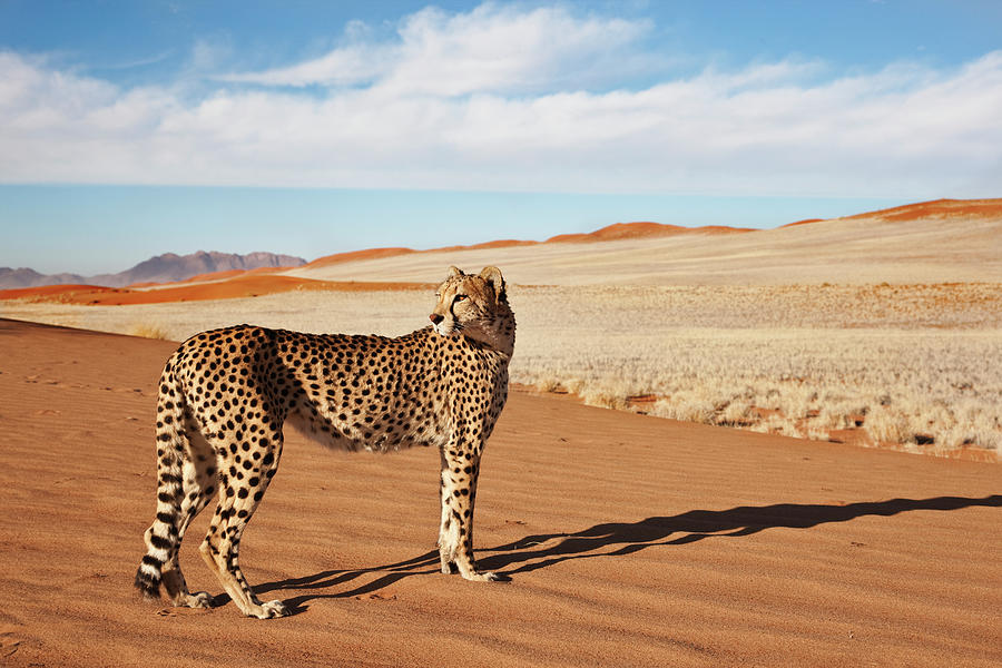 a cheetah in a desert