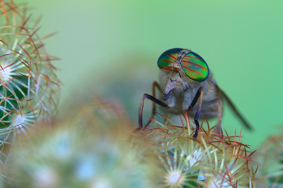 a picture of an instict