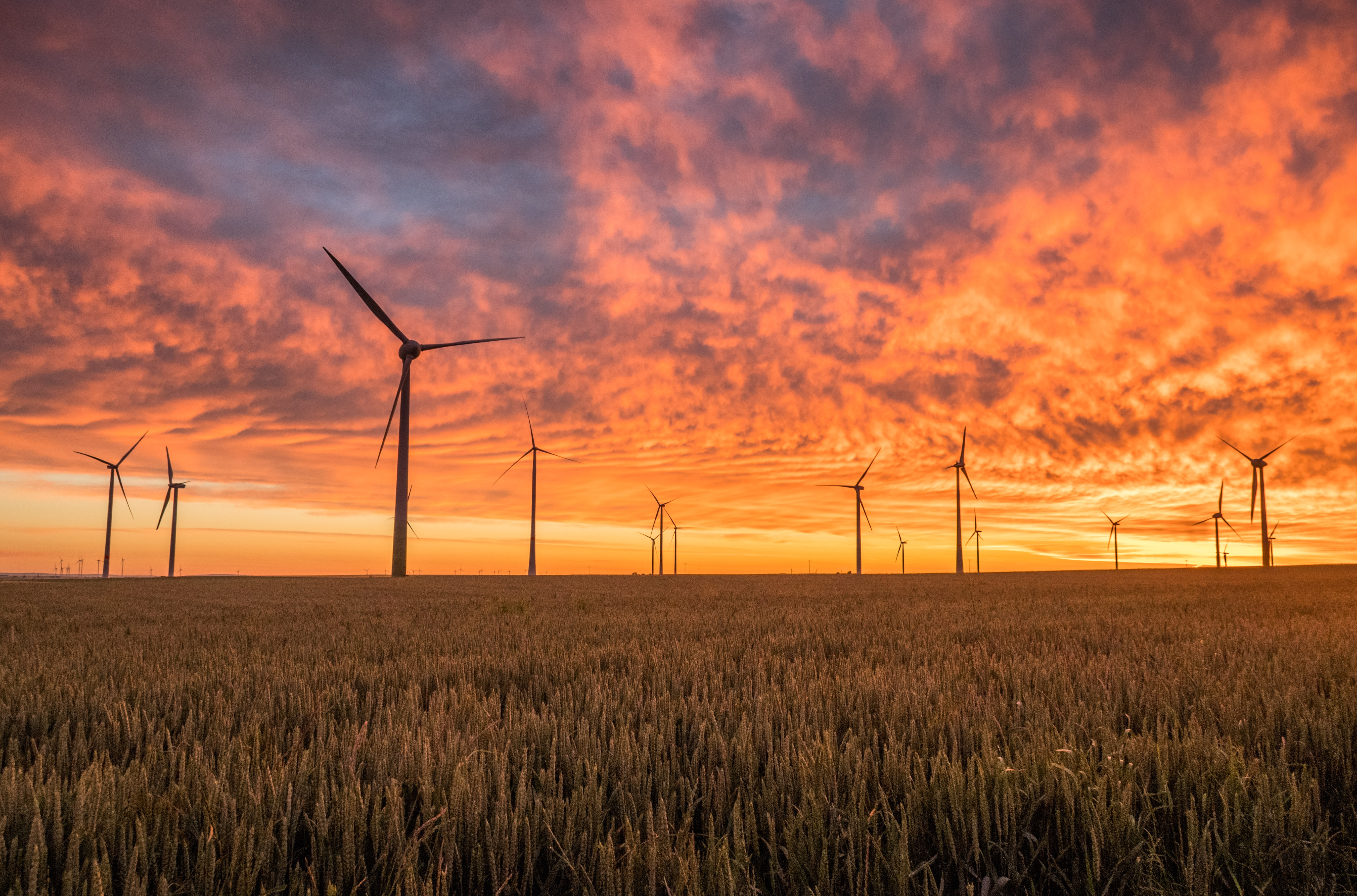  a feild full of wind turbins